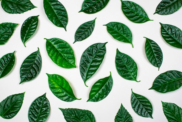 Sfondo naturale con foglie verdi isolato su sfondo bianco.