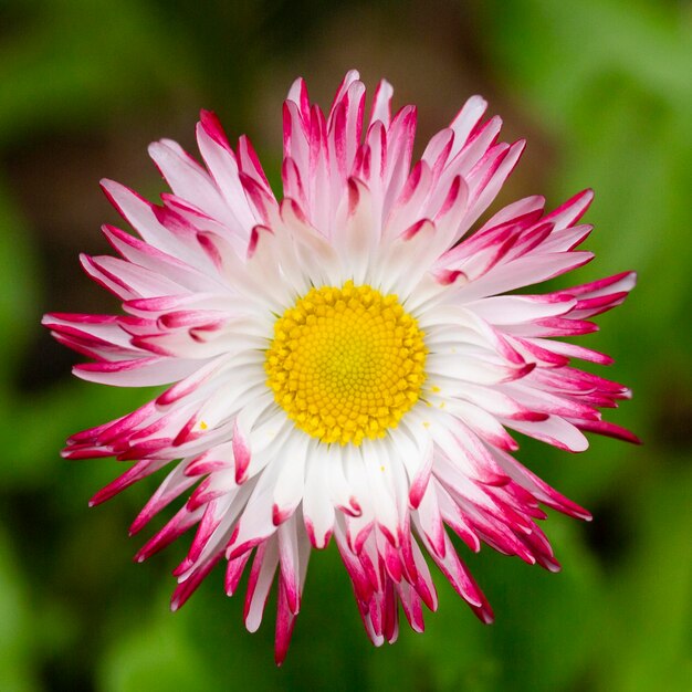 Sfondo naturale con margherite in fiore bellis perennis Soft focus