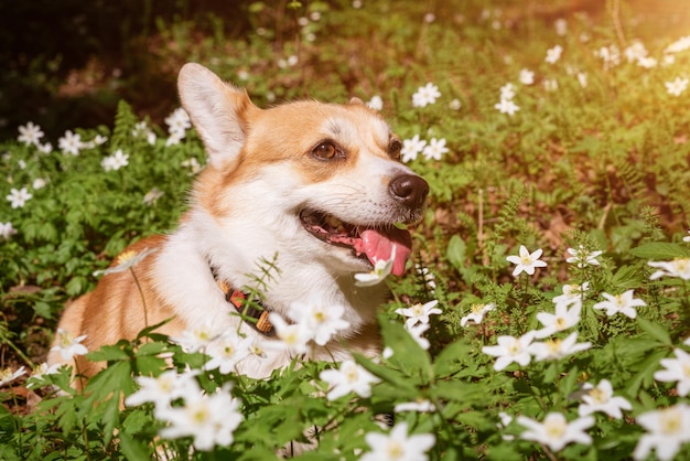 Sfondo naturale con simpatico cane Corgi seduto su un prato soleggiato primaverile