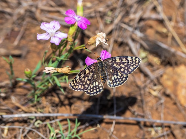 Sfondo naturale con una farfalla su un fiore Piccola farfalla Fritillary Pearlbordered Melitaea latonigena Eversmann su fiori rosa da vicino