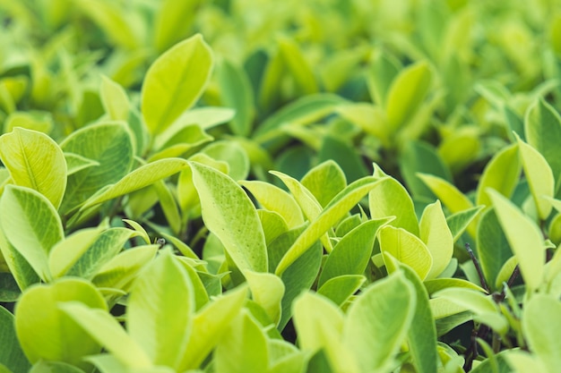 Sfondo naturale da piccole foglie di un arbusto verde