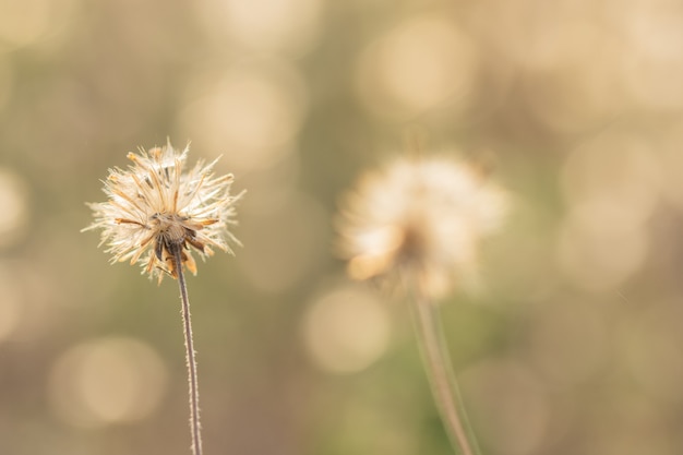 Sfondo naturale dai fiori di erba