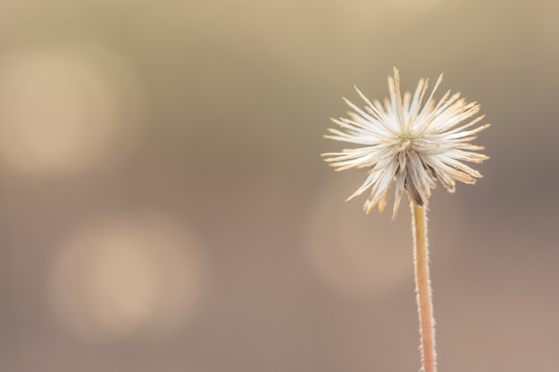 Sfondo naturale dai fiori di erba