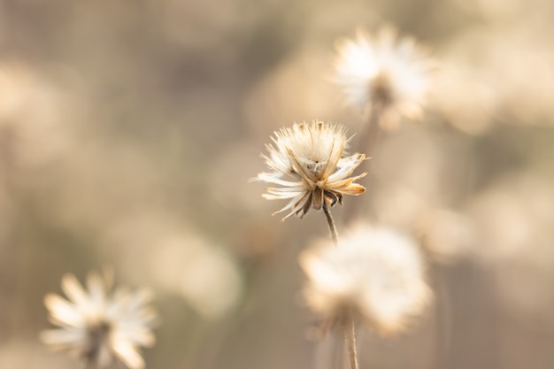 Sfondo naturale dai fiori di erba