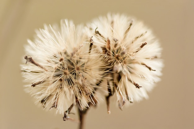 Sfondo naturale dai fiori di erba