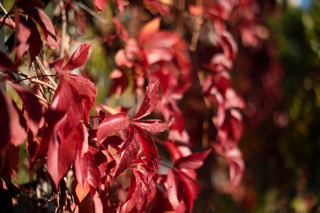 Sfondo naturale dalle foglie rosse dello spazio negativo dell'uva selvatica per lo sfondo naturale del testo
