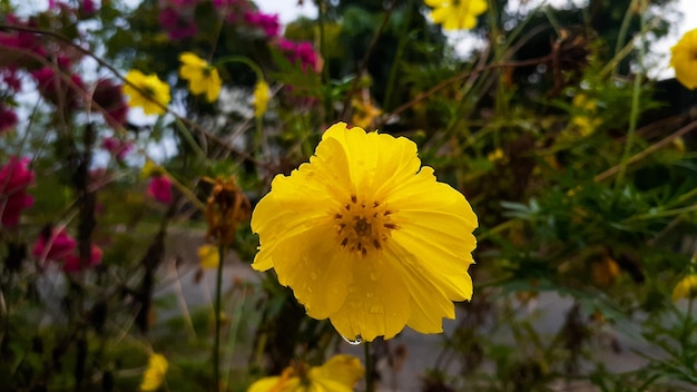 Sfondo naturale dei fiori gialli dell'universo di Cosmos sulphureus che fioriscono nel giardino