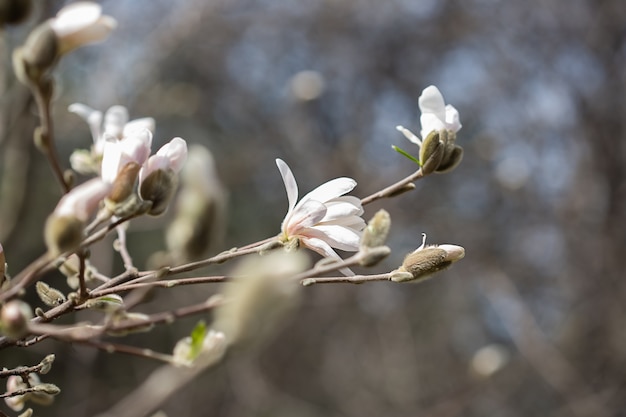 Sfondo naturale del primo piano dei fiori di magnolia senza foglie nella primavera del parco di mosca