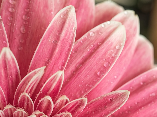 Sfondo naturale del primo piano del fiore rosa