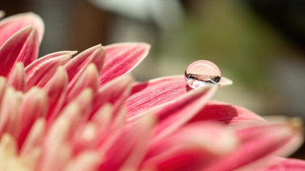 Sfondo naturale del primo piano del fiore rosa