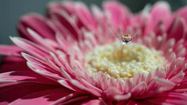 Sfondo naturale del primo piano del fiore rosa