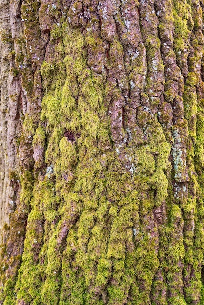 Sfondo naturale della struttura della corteccia di albero