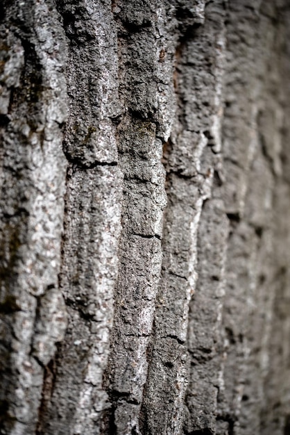 Sfondo naturale della struttura della corteccia di albero