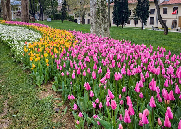 Sfondo naturale di bellissimi tulipani estivi Tulipani primaverili