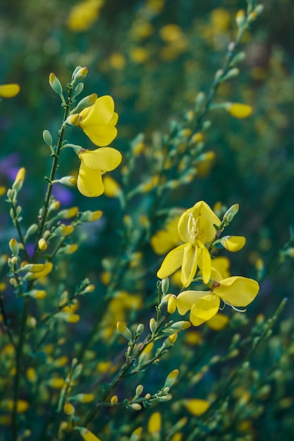 Sfondo naturale di cespuglio di ginestra in fiore con fiori gialli