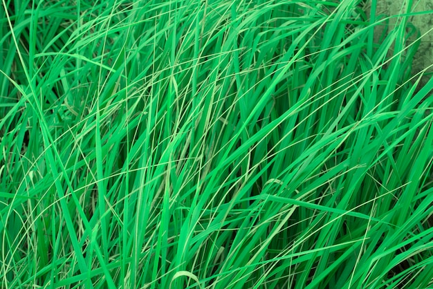 Sfondo naturale di erba alta.