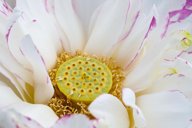 Sfondo naturale di estate del primo piano del fiore di loto di Buddha