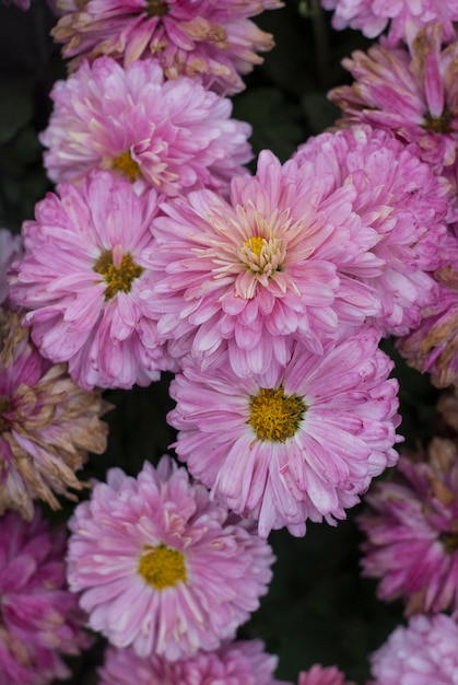Sfondo naturale di fiori freschi di crisantemi viola brillante e sbiadimento