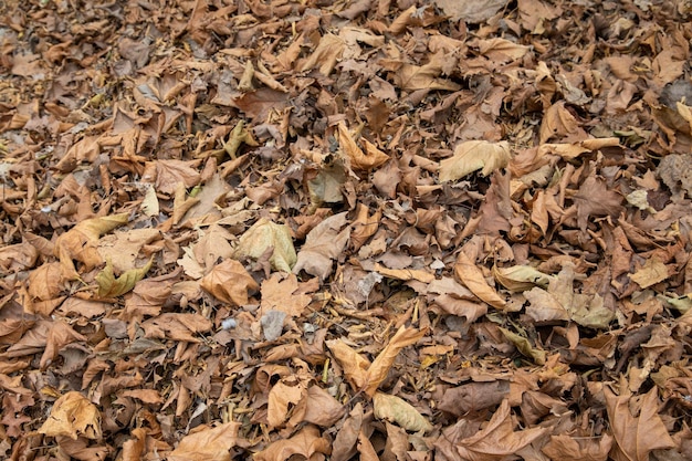 Sfondo naturale di foglie autunnali cadute a terra ghiande