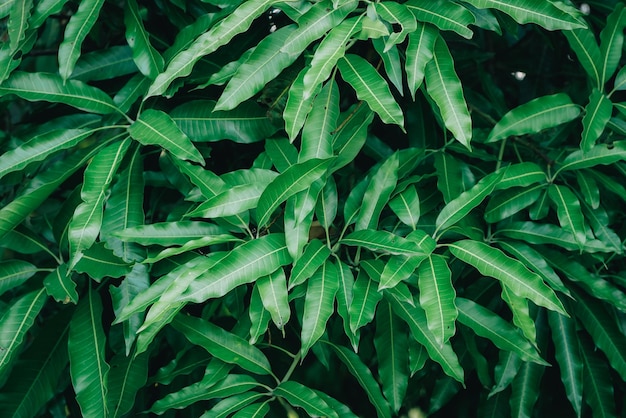 Sfondo naturale di foglie di mango verde