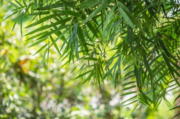 Sfondo naturale di foglie lussureggianti di bambù verde