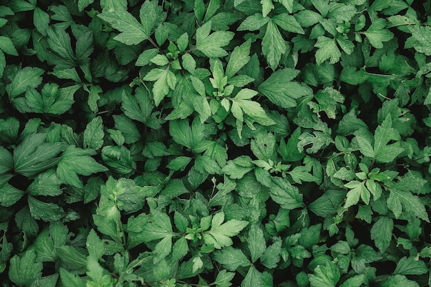 Sfondo naturale di foglie verdi con filtro vintage