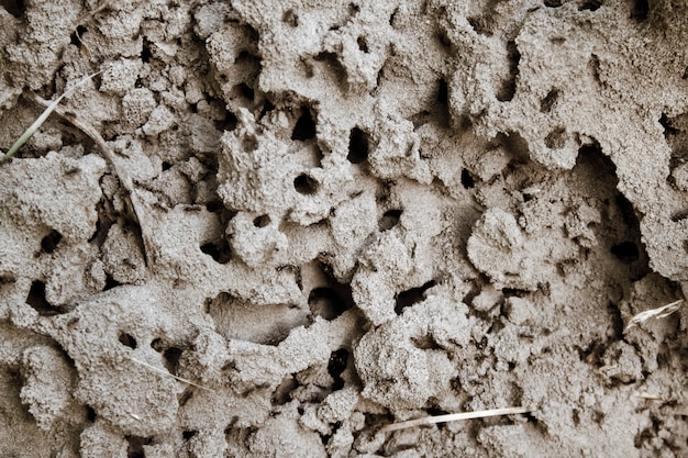 Sfondo naturale di formicaio in una sabbia