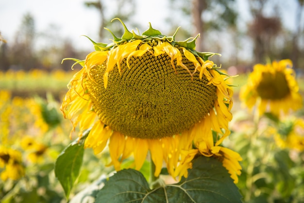 Sfondo naturale di girasole Avvicinamento