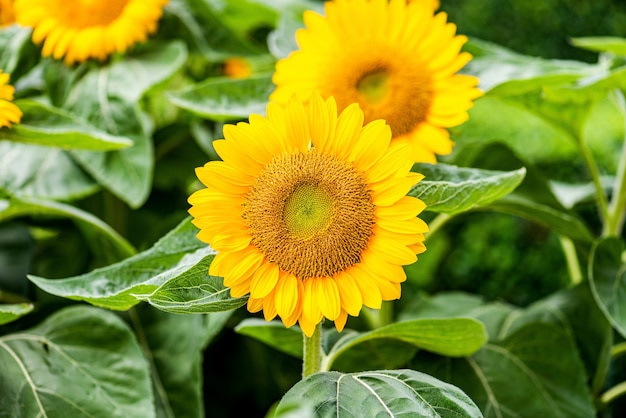 Sfondo naturale di girasole. Close-up di girasole.