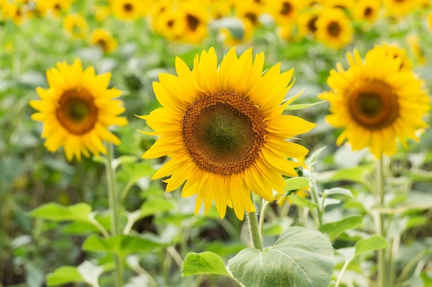 Sfondo naturale di girasole. Fiore di girasole. Primo piano del girasole.