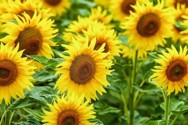 Sfondo naturale di girasole Fioritura di girasole