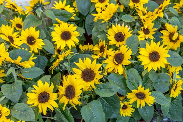 Sfondo naturale di girasole Fioritura di girasole