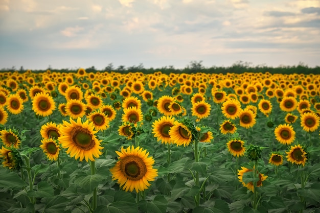 Sfondo naturale di girasole. Girasoli che fioriscono il giorno nuvoloso. Close-up di piante.