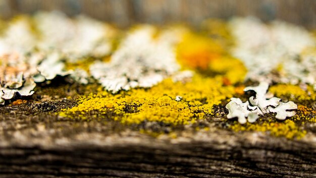 Sfondo naturale di licheni multicolori con messa a fuoco selettiva Copia spazio astrazione del modello