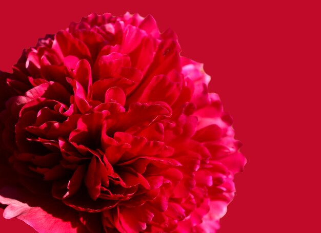 sfondo naturale di petali di peonia rosa brillante con messa a fuoco selettiva