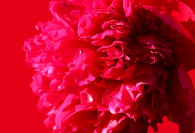 sfondo naturale di petali di peonia rosso brillante con messa a fuoco selettiva