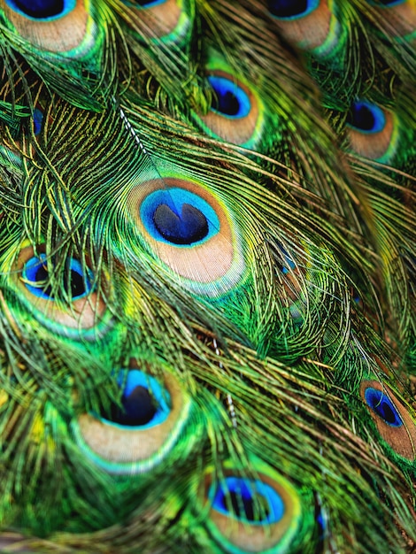 Sfondo naturale di piume di pavone colorato