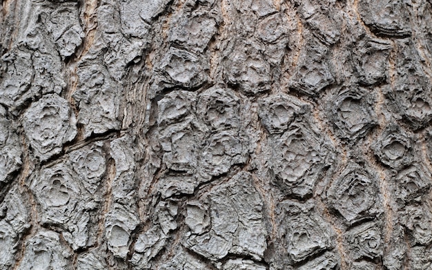 Sfondo naturale di vecchia struttura della plancia del legname dell'albero di legno della corteccia