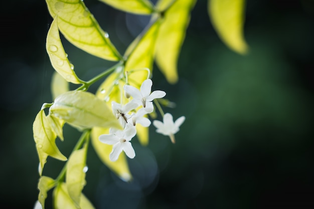 Sfondo naturale di verde brillante Stile astratto sfocato da foglia di piante e piccola zanzara sul fiore bianco