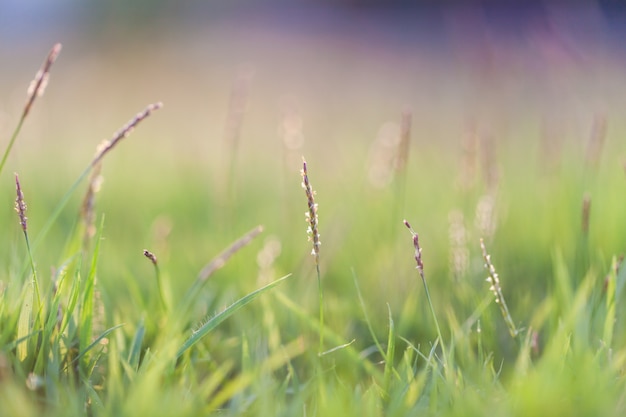 sfondo naturale erba verde con messa a fuoco selettiva e bokeh