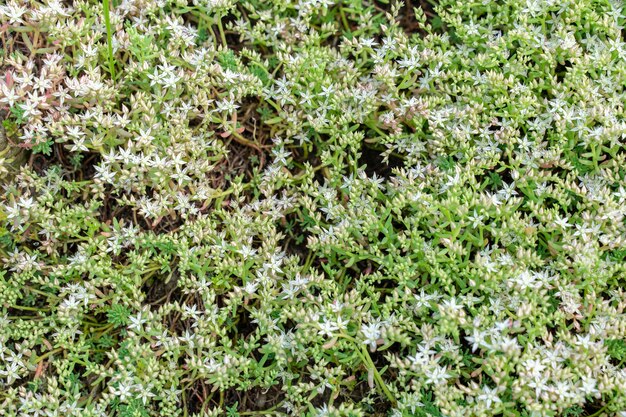 Sfondo naturale. erba verde con piccoli fiori bianchi.