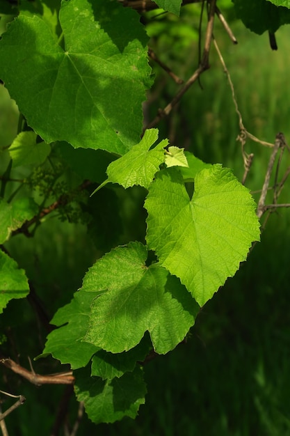 sfondo naturale estivo di foglie di piante verdi