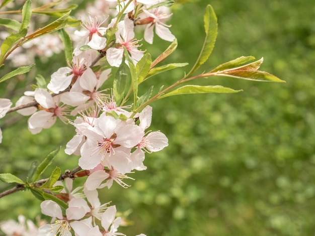 Sfondo naturale fioritura di un albero da frutto con fiori rosa