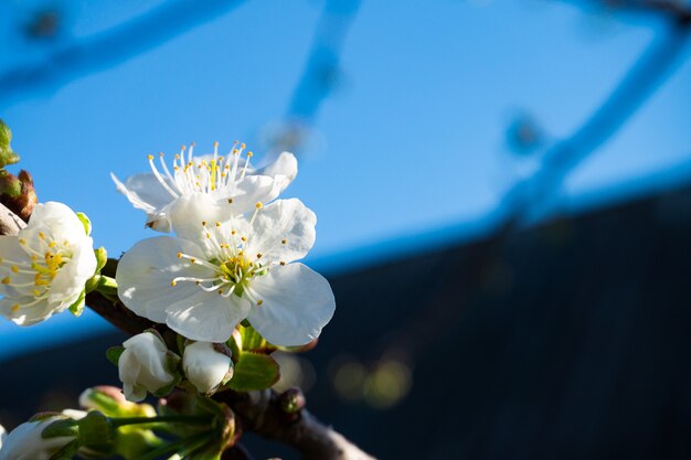 Sfondo naturale floreale stagione primaverile.