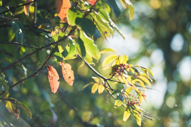 Sfondo naturale foglie d'autunno in natura