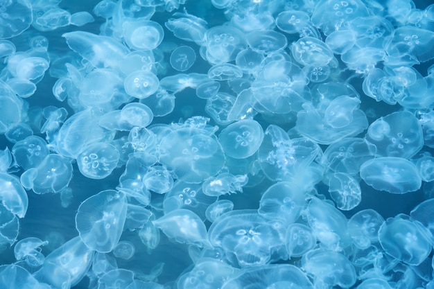 Sfondo naturale - molte meduse nell'acqua di mare blu