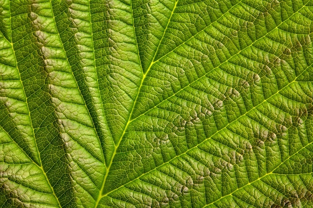 Sfondo naturale o texture, foglia di lampone verde, primo piano.