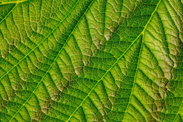 Sfondo naturale o texture, foglia di lampone verde, primo piano.