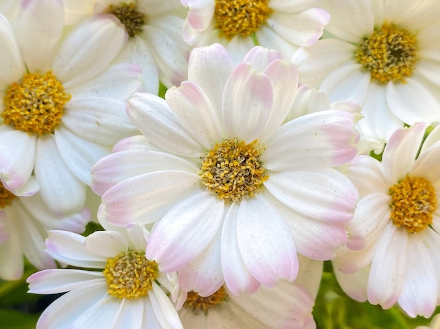 Sfondo naturale per i tuoi progetti dai fiori di camomilla bianca. Concetto di bellezza naturale.