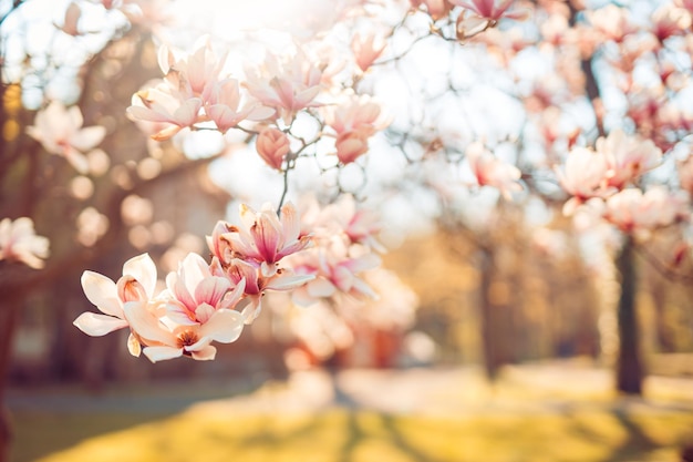 Sfondo naturale perfetto per lo sfondo primaverile o estivo. La magnolia rosa fiorisce la luce del sole al tramonto